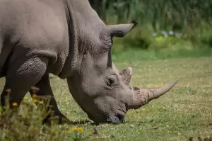 Kaziranga National Park
