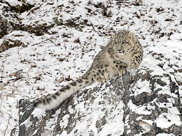 Snow Leopard Expedition