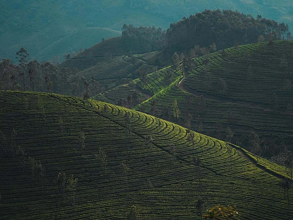 Wayanad Tour Package